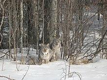 Two Canada lynxes sitting in the snow in a boreal forest