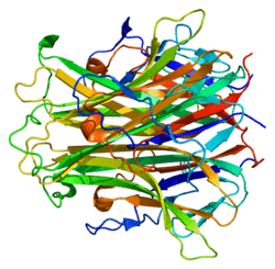 Protein TNFSF11 PDB 1s55.png