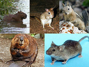 Rodent collage.jpg