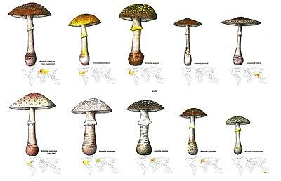 Amanita rubescens group