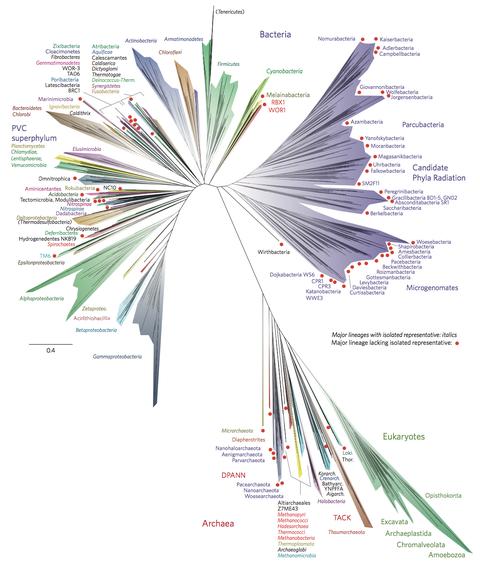 A Novel Representation Of The Tree Of Life.png