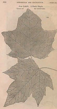 Arboretum et fruticetum Britannicum, or - the trees and shrubs of Britain, native and foreign, hardy and half-hardy, pictorially and botanically delineated, and scientifically and popularly described (19127440584).jpg