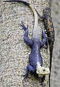 Bonn zoological bulletin - Agama picticauda.jpg