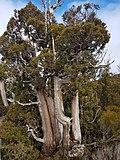 Pencilpine3.jpg
