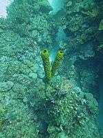 Aplysina fistularis - sponge - Bay of Pigs - Cuba.jpg