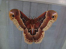 Callosamia promethea 0385.jpg