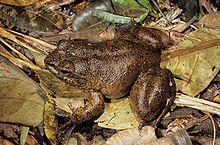 Mantidactylus guttulatus05.jpg