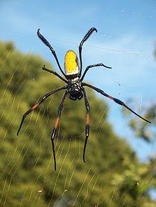 Nephila inaurata1.JPG