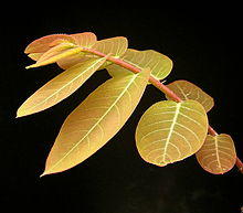 Phyllanthus mirabilis5 ies.jpg