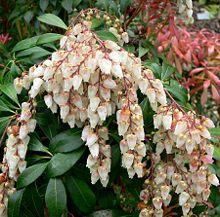 Pieris japonica 10.jpg