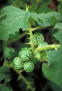 Solanum viarum fruit.jpg
