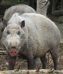 Sus Barbatus, the Bornean Bearded Pig (12616351323).jpg