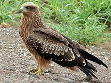 Yellow-billed Kite (Milvus aegyptius) juvenile (6041210797).jpg