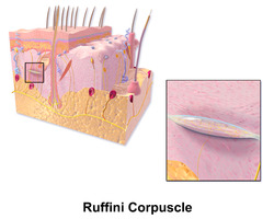 Blausen 0807 Skin RuffiniCorpuscle.png