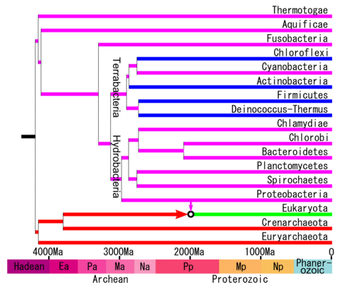 Timeline of life.png