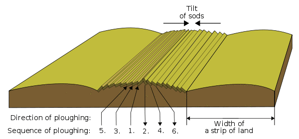 This drawing explains the origin of ridge and furrow patterns.