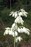 Yucca cernua fh 1185.31 TX BB.JPG