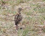 Heteromirafra ruddi, Wakkerstroom, Birding Weto, a.jpg
