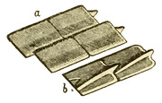 Ganoid scales.png