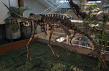 ArchaeornithomimusAsiaticus-PaleozoologicalMuseumOfChina-May23-08.jpg