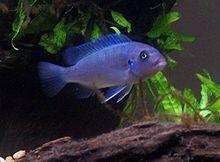 Cobaltblue1.jpg