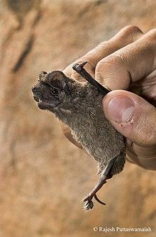 Egyptian Free Tailed Bat.jpg