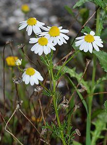 Matricaria February 2008-1.jpg
