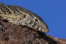Nile monitor lizard (Varanus niloticus) head.jpg