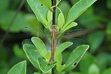 Tholymis tillarga 05181.jpg