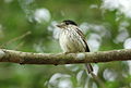 African broadbill, Smithornis capensis, at uMkhuze Game Reserve, kwaZulu-Natal, South Africa (15394526412).jpg