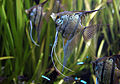 Pterophyllum scalare adult.jpg