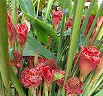 Nicolaia elatior 1.JPG