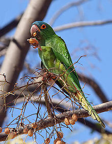 Aratinga acuticaudata -San Isidro -Bolivia -eating-8.jpg