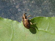 Hypera postica 02.JPG