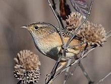 Sedge Wren (31204304001).jpg