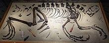 Tanycolagreus Museum of Ancient Life 1.jpg