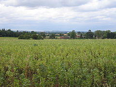 View towards Whitacre Hall - geograph.org.uk - 210843.jpg