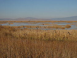 LowerKlamathNWR 8199t.jpg