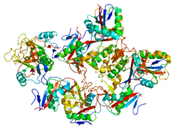 Protein CD209 PDB 1k9i.png
