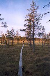 Salamajärvi national park.jpg