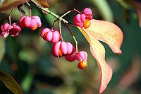 Gewöhnlicher Spindelstrauch (Euonymus europaeus) IMG 7940.JPG