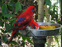 Eos semilarvata -San Diego Zoo-5.jpg