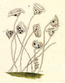 26-2-1 Vorticella patellina.jpg