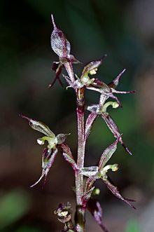 Acianthus exsertus (24997834335).jpg
