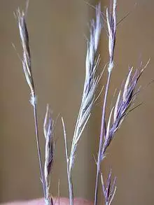 Bouteloua eriopoda.jpg