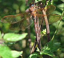 Braune Mosaikjungfer (Aeshna grandis).jpg