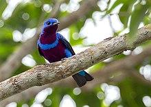 Crejoá macho - Cotinga maculata - Banded cotinga.jpg