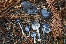 Entoloma-california.jpg