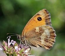 Gatekeeper (Pyronia tithonus) underside.jpg