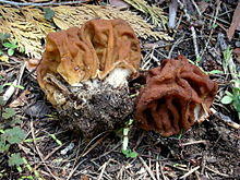 Gyromitra gigas 85397.jpg